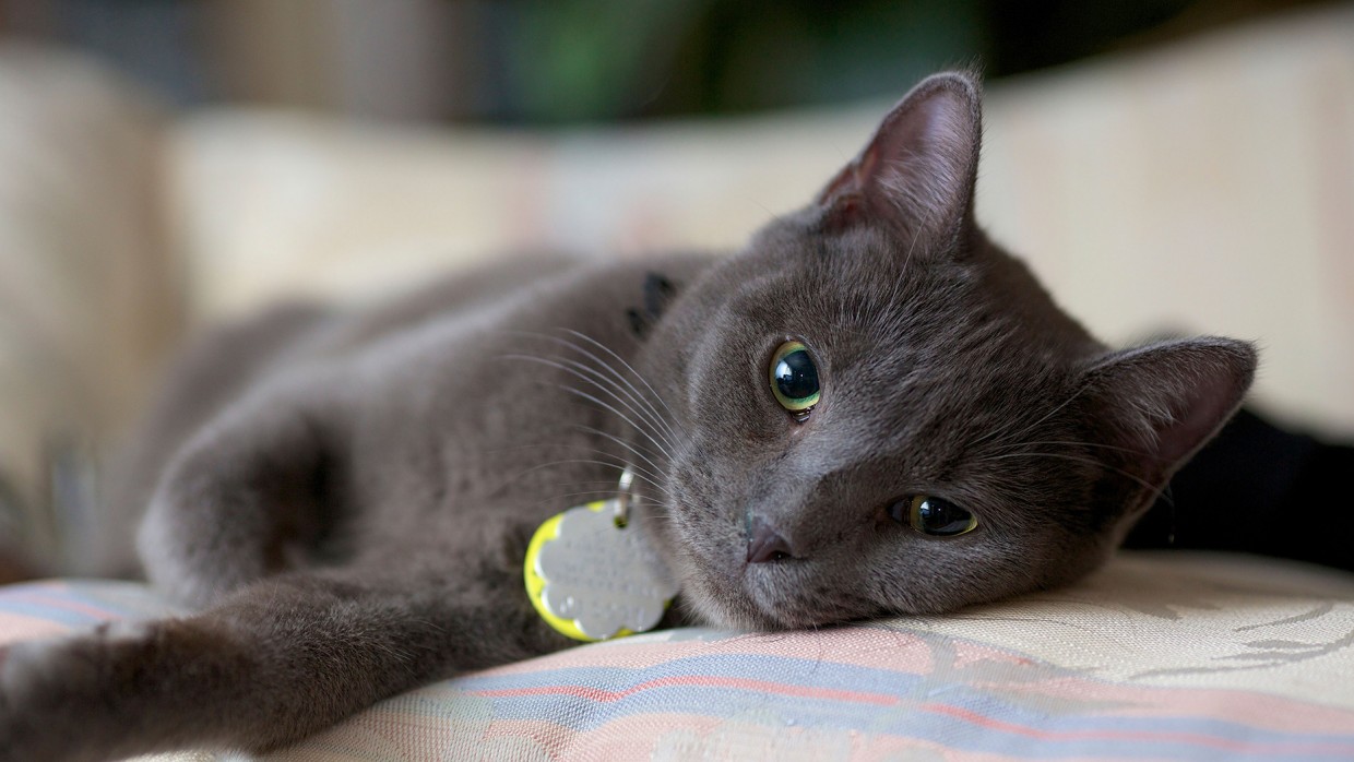 cute cat