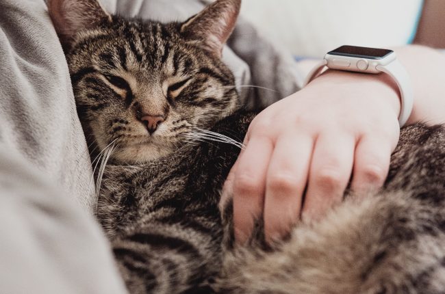 person holding cat