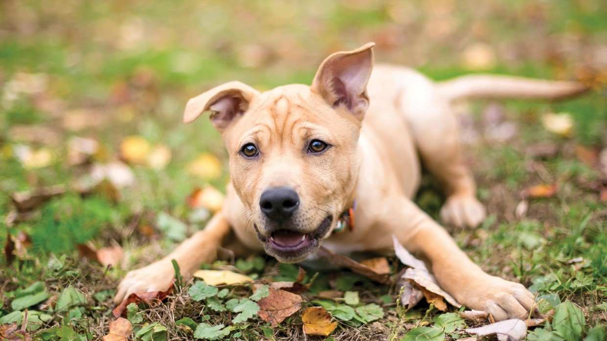 cute dog