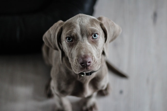 dog looking at camera