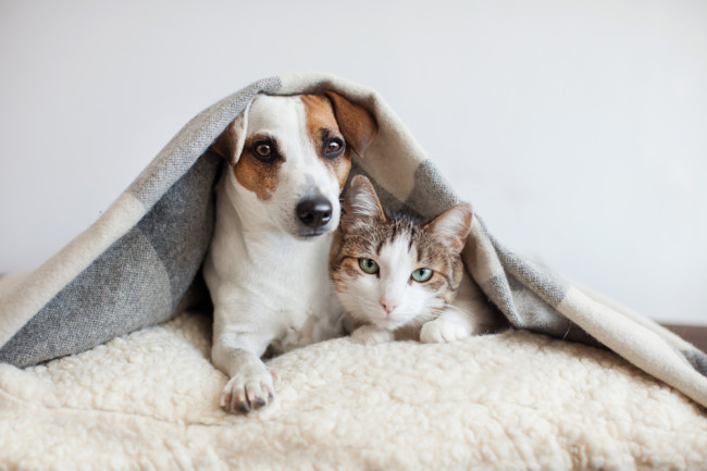 dog and cat together