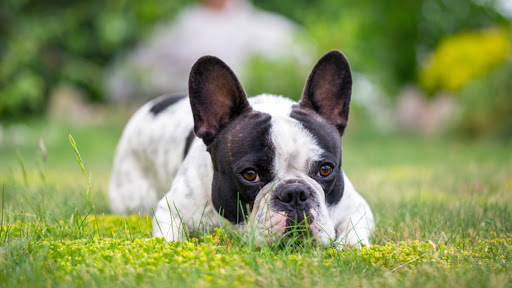 french bullog in grass
