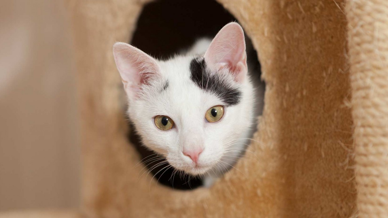 cat looking at camera