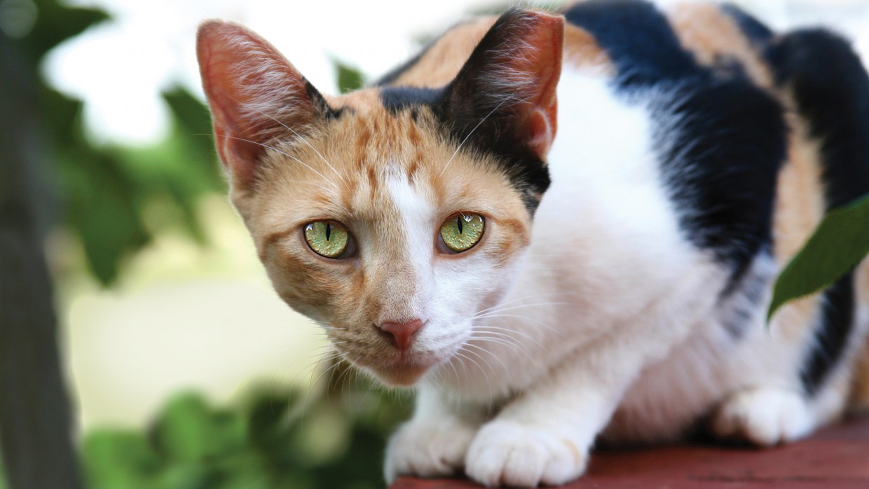 cat on porch